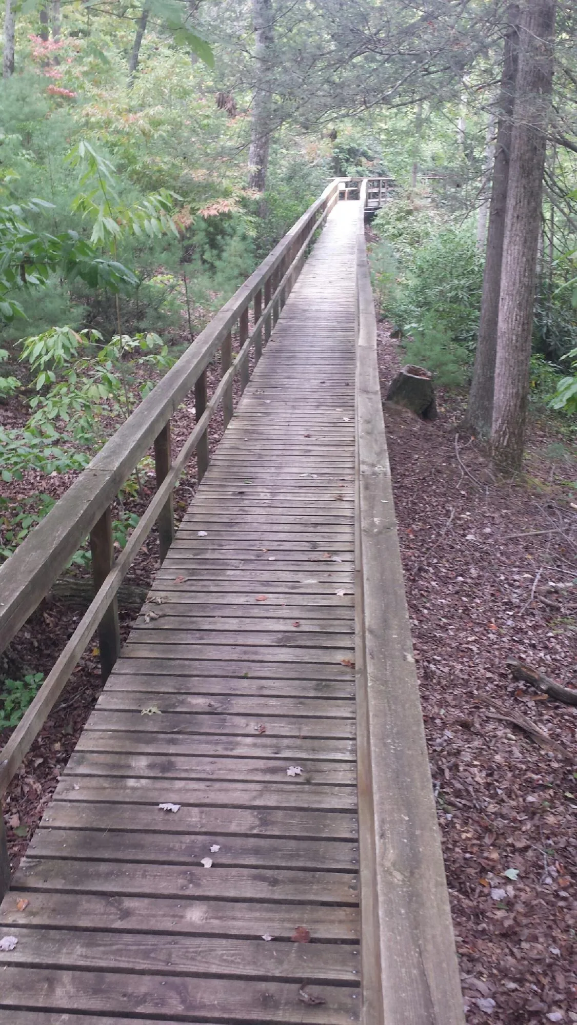 Long wood walkway with handrails built through the woods in Geuda Springs